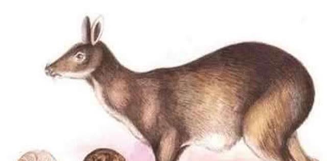 古代避孕道具，古代人没有避孕套