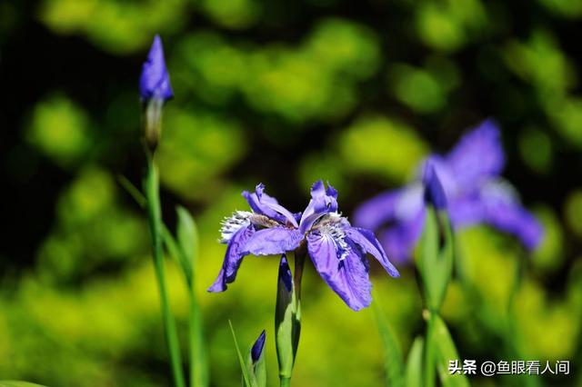 蓝色鸢尾花的花语，蓝色鸢尾花花语（蓝紫色精灵鸢尾花）