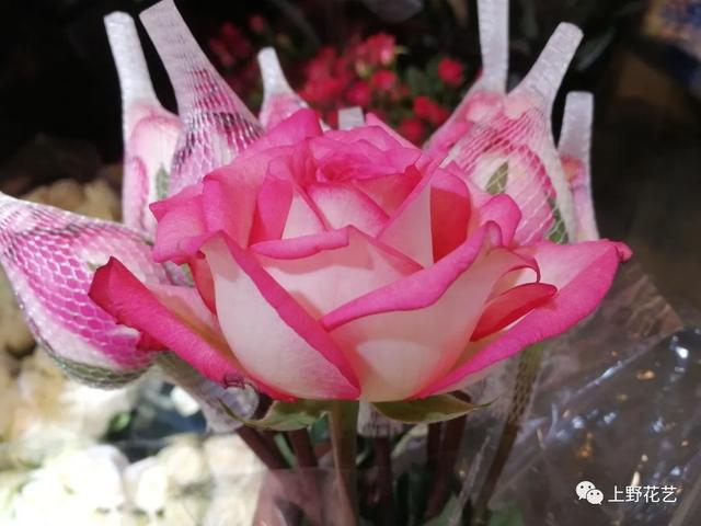 粉玫瑰花语是什么意思，粉色玫瑰花语是什么意思（100种玫瑰之16双色粉）