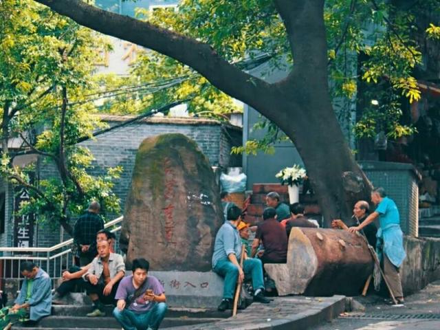 黄葛树和黄桷树的区别，黄葛树（黄葛树图片）