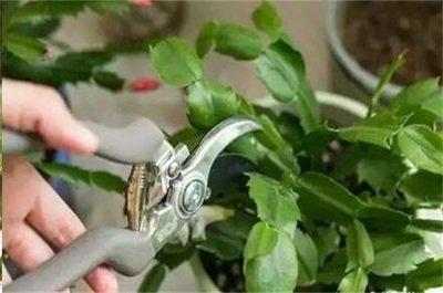 蟹爪兰怎么修剪，蟹爪兰什么时候修剪最好（蟹爪兰度夏“破败不堪”）