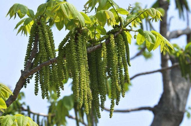 野生白花菜图片，野白花菜的功效与作用与禁忌（20种常见野菜辨别图）
