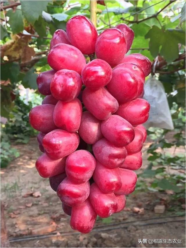 浪漫红颜葡萄的特点，浪漫红玫瑰葡萄（葡萄四大“网红品种”的优缺点及市场发展前景）