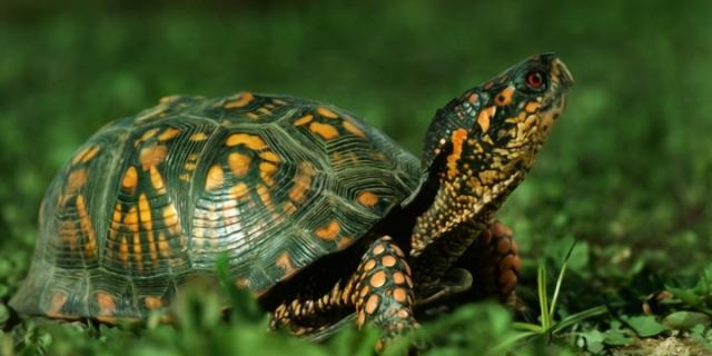 小乌龟历险记作文，童话 小乌龟的旅行日记