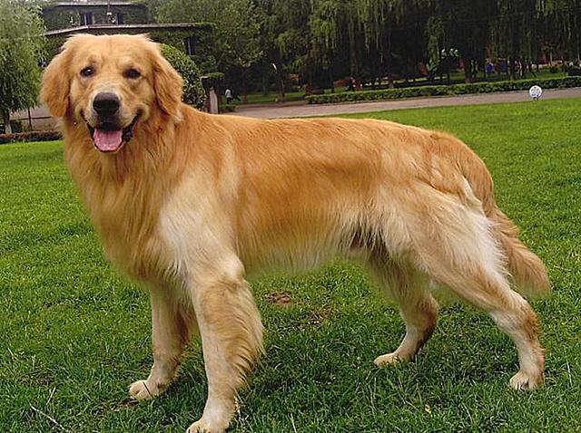 金毛犬一般几个月才会咬主人，“金毛”一生中有5个阶段