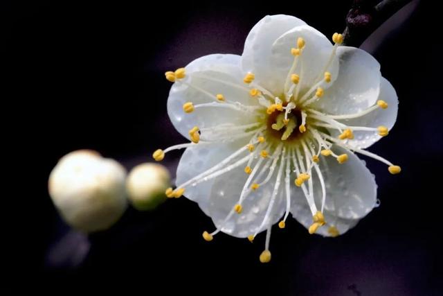 花柄花梗茎的区别，花梗和花茎的区别（一树一树的花花花花花花开）