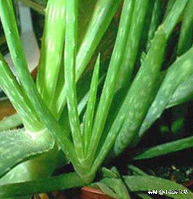 芦荟皮有毒吗，芦荟有毒的吗（吃着爽滑可口兼具美容养颜功效）