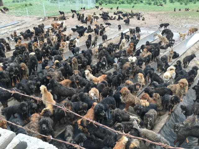 世界第一獒王2亿，中国藏獒十大獒王排名（泡沫是怎么破灭的）