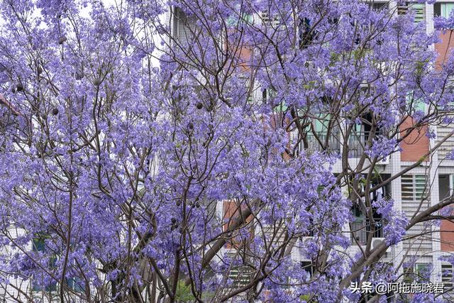 蓝花楹的花语是什么，蓝色花楹的花语（惊艳了初夏的那一抹紫）