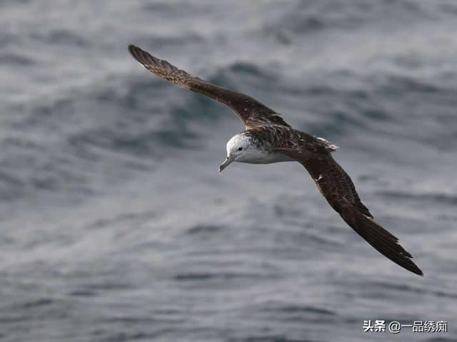 一个东一个鸟怎么读，一个东一个鸟怎么念（见过好多鸟名生僻字）