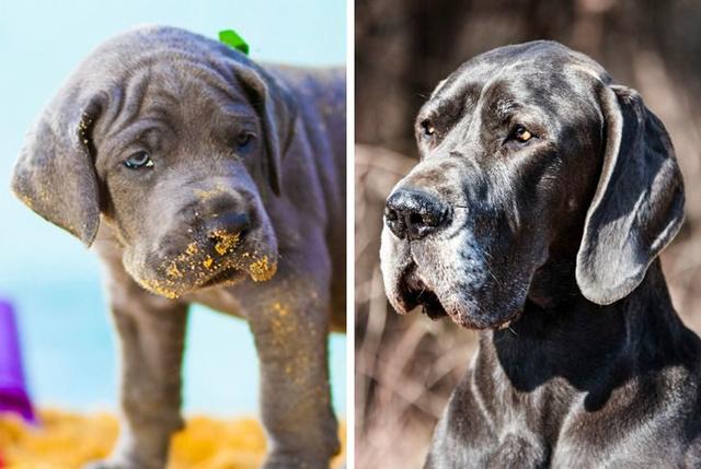 指示犬（知识圈登录，20种狗狗幼犬和成年犬对比照（指示犬图片）