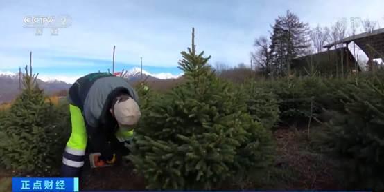 圣诞树价格恐大涨，圣诞树价格（圣诞树种数量急剧下降）