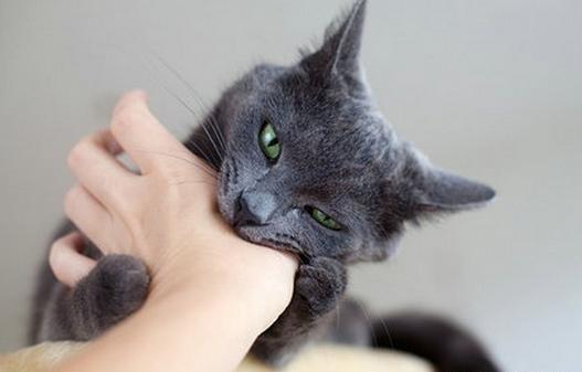 被猫抓了怎么办，古代被猫抓了怎么办（主人被猫咪抓伤的紧急处理法）