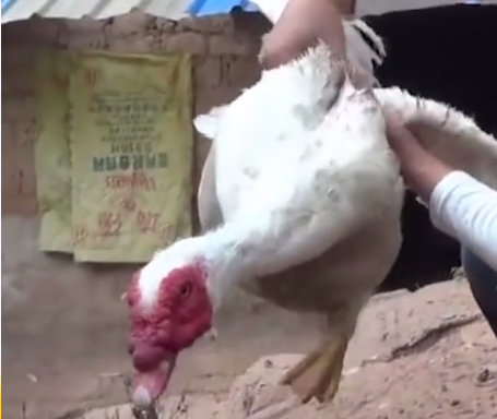 鸭毛怎么拔才会又快又干净，鸭毛怎么拔才能干净（几分钟拔得干干净净）
