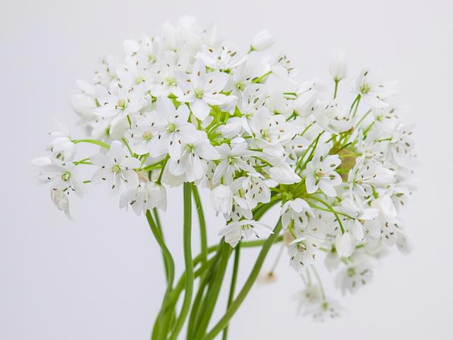 双鱼座厉害之处，双鱼座的强大之处（实则能“治住”强者）