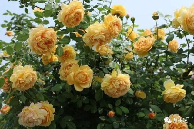 月季花品种，十大经典品种（凭一己之力撑起了整个花园的颜值）