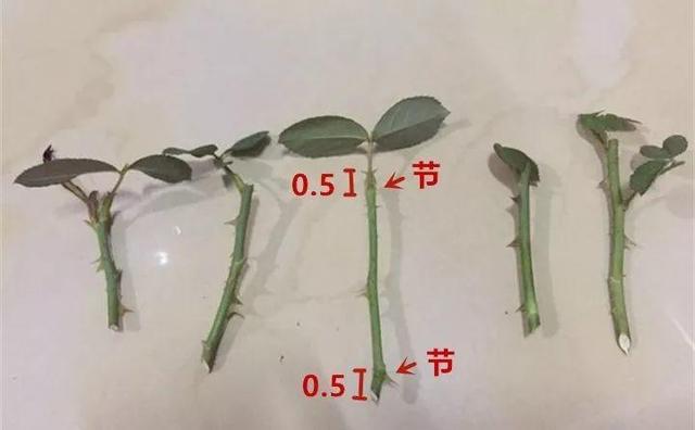 自制雾状小喷壶，自制实用喷水壶（它是扦插万能土）