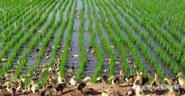 贡米是什么米，贡米是哪里出产的（你知道五常大米为什么称之为“贡米”吗）