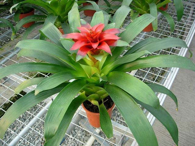 水塔花，养得好长什么样（水塔花怎么养）