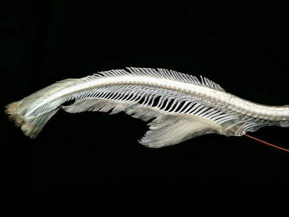 鲨鱼是鱼类吗(比恐龙出现还早的鱼类之一)