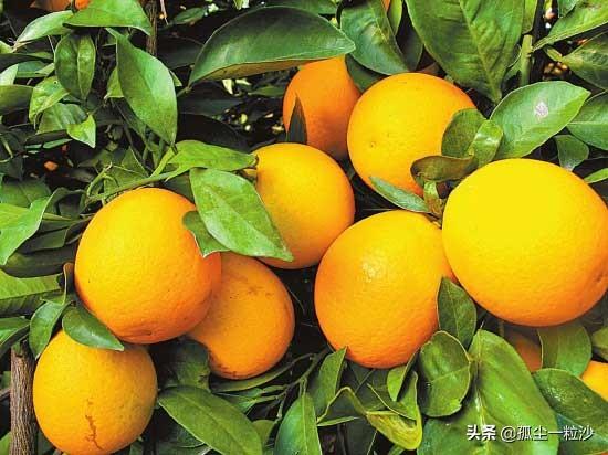 玉溪有哪些特产，玉溪特产有哪些土特产（泡温泉时可以品尝一下这些特色）