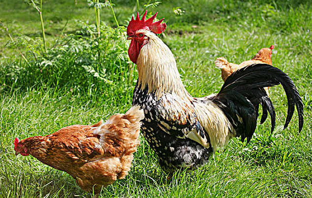 球虫病有什么症状，什么是兔球虫病有哪些症状（<比排血便>还严重呢）