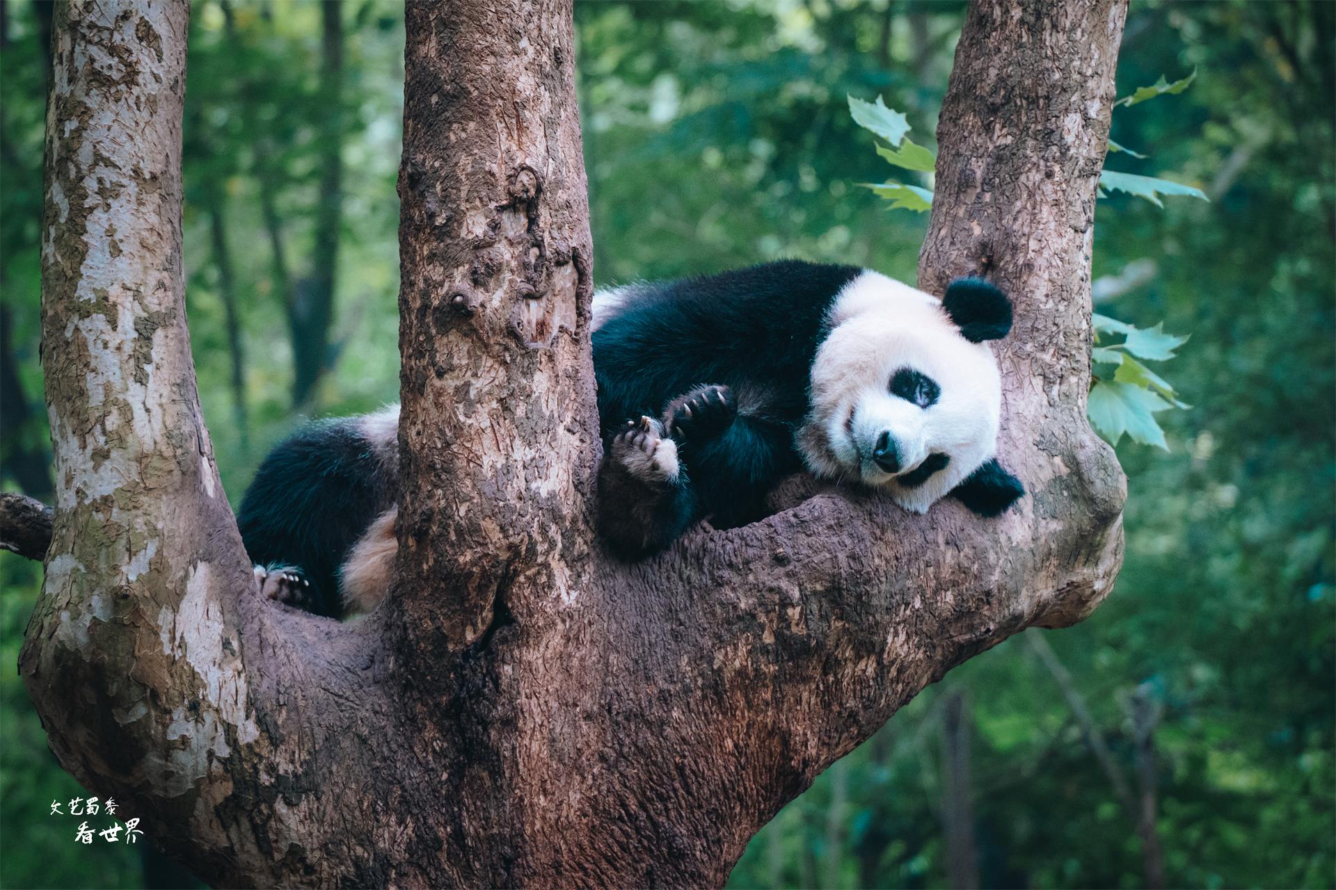 成都必去的10个景点（玩遍这10个地方，成都之旅就圆满了）