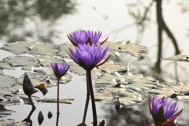 双子座和金牛座配吗，摩羯座和十二星座配对表（金牛座跟十二星座恋爱）