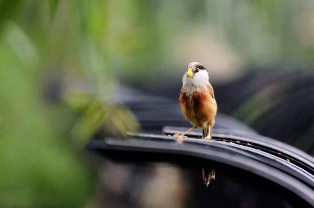 鹳怎么读，颧怎么读音读出来（鹬、鸫、鸲、鹟、鹎、鹳、鹮……这都是啥鸟）