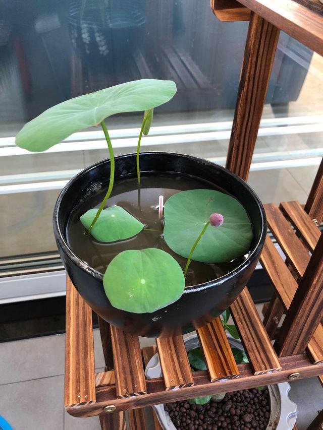 荷花籽怎么催芽，荷花籽怎么催芽视频（种莲花有啥难的）