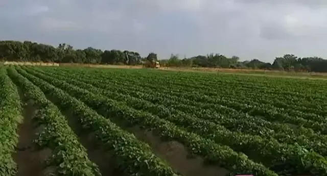 吴川福海月饼与金九月饼比较，下一站，吴川