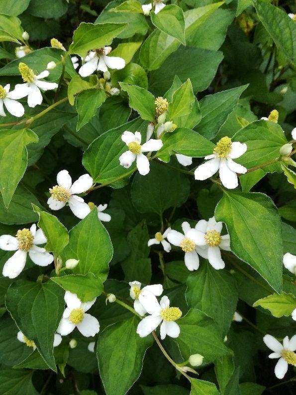 鱼腥草图片，却是有名的草药（鱼腥草图片植物图片）