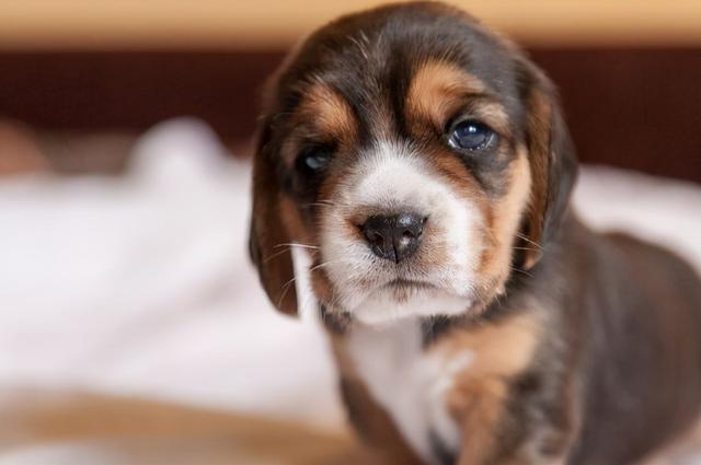 大巴可以带宠物吗，坐大巴车可以带宠物吗（大巴可以托运狗狗吗）