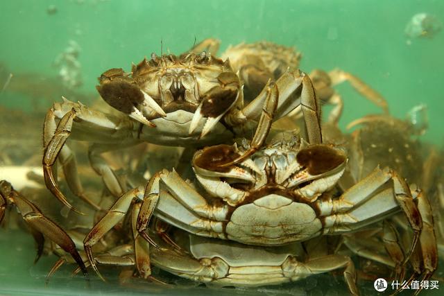 螃蟹公母怎么区分，螃蟹怎么分公母（遇到公蟹和母蟹怎么选）