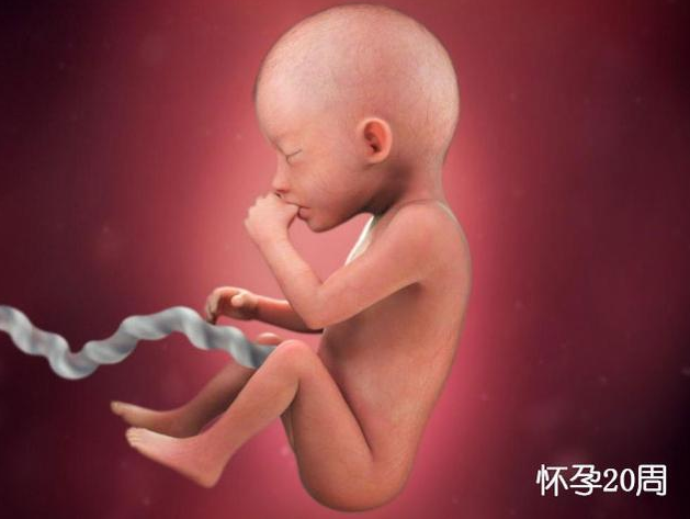 怀孕一个月胎儿图，怀孕一个月胎儿图彩超图片（不同阶段宝宝的发育过程）