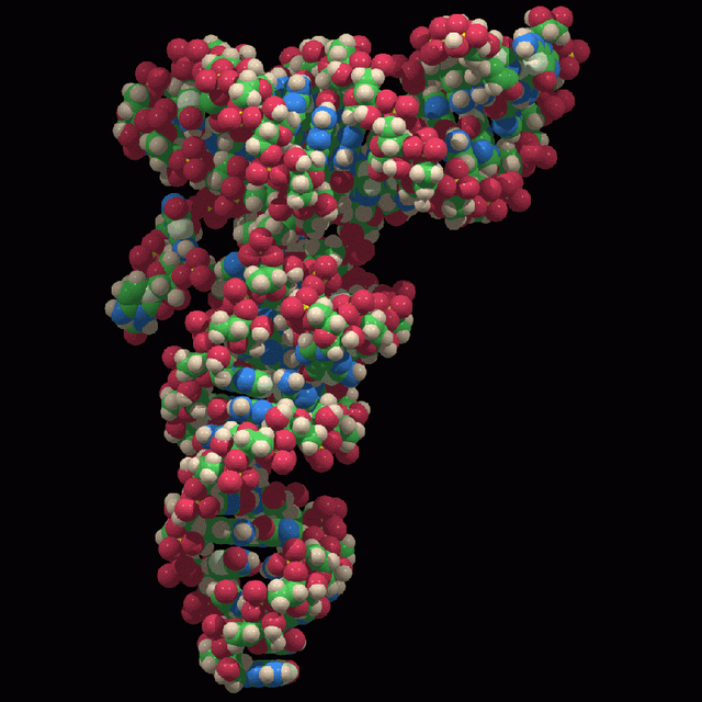 rna是什么意思，RNA是什么（生命起帆的物质：RNA）