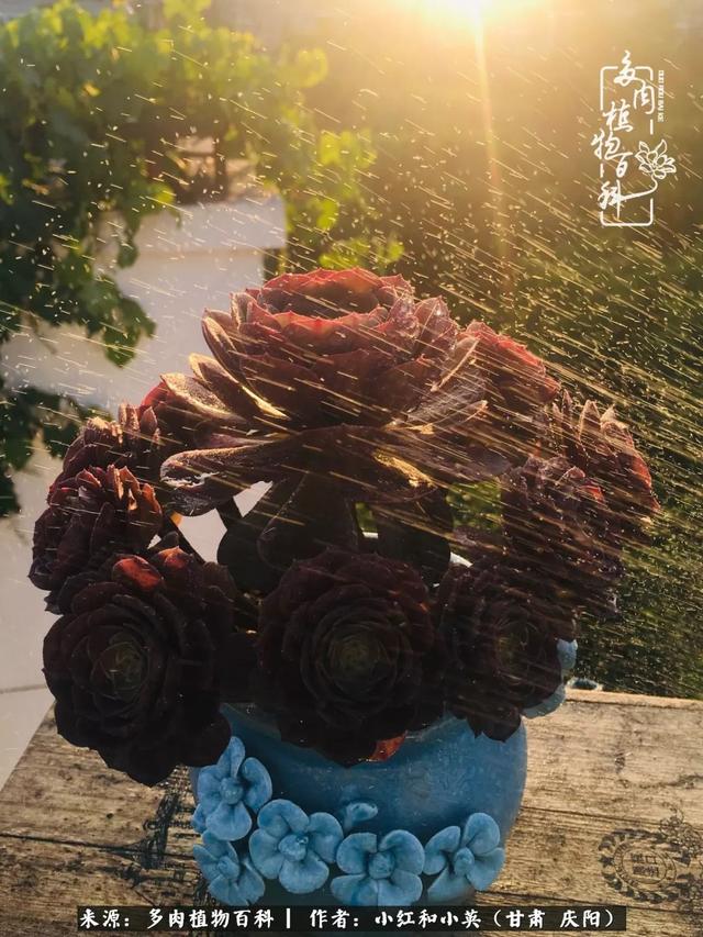 姐妹情深的句子，姐妹情深的句子简短（赏娇媚多肉，忆姐妹情深）