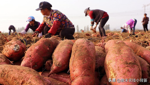 推饼子十句口诀，推饼子十句口诀小鬼推磨（红薯开裂、凸筋、弯曲畸形不用愁）