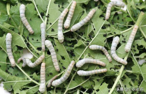 养蚕的方法和步骤，养蚕的方法（养蚕的新技术及方法）