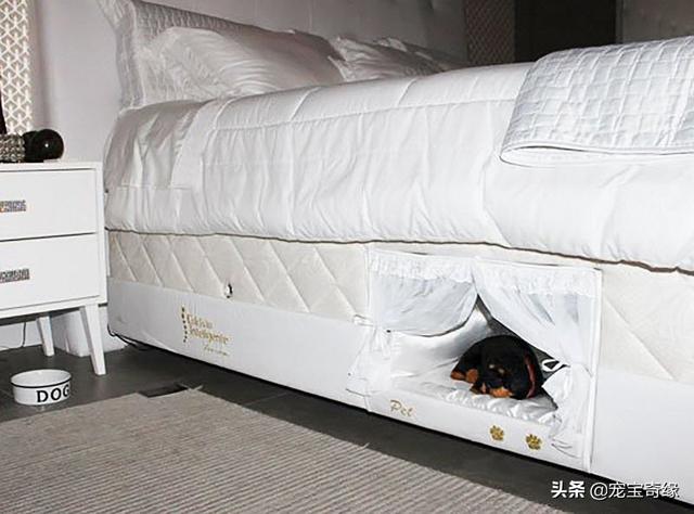 被装在包包里的毛孩纸，被装在包包里的毛孩纸怎么处理（铲屎官为毛孩们所做的事情让人感动图片）