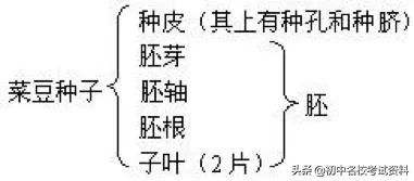 血型配对表图口诀，血型遗传规律表顺口溜（冲刺2020年中考-初中生物记忆口诀+知识点大全）