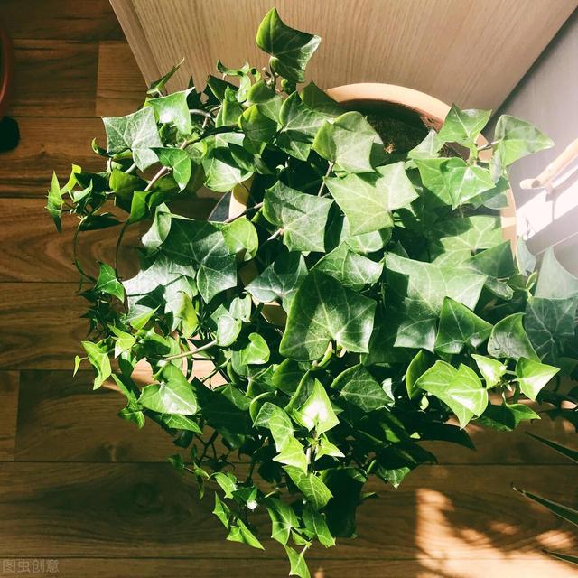 卧室适合放什么花，卧室最适合放什么绿色植物（好看又能“睡得香”）