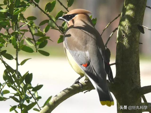 火烈鸟吃什么食物，火烈鸟喜欢吃什么