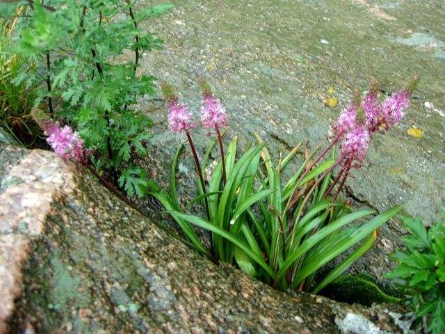 绵枣儿特色介绍,绵枣儿市场价(一种长在地下的枣)
