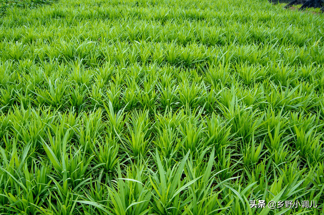 种植方法有哪些，种植技术有哪些（韭菜的种植方法）