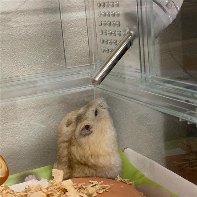 仓鼠寿命为什么这么短，仓鼠养久了会有感情吗（但依旧无法阻挡鼠鼠的离去）