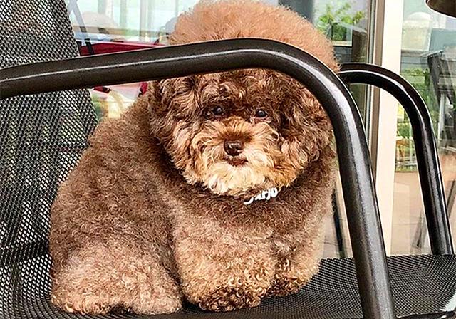 泰迪小时候图片，怎么在小时候区分比熊与泰迪（养猪高手当主人的后果）