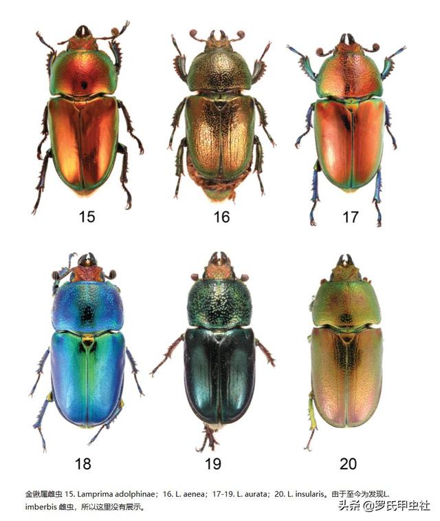 楸型虫是什么，楸型虫图片欣赏（这些金锹你都认识）