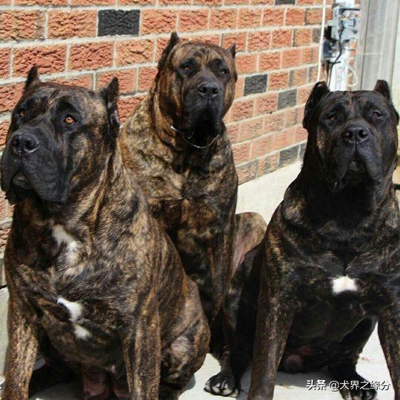 德国防暴犬，被誉为“犬中四煞”（德国凶猛犬）