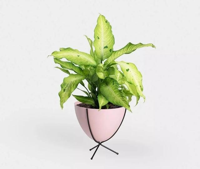 万年青有毒吗，在室内养万年青盆栽的6大好处（虎眼万年青有毒吗）